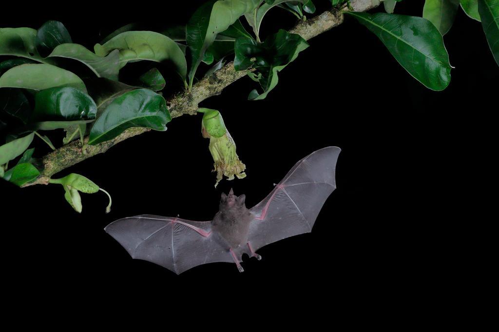 La Laguna Del Lagarto Eco-Lodge Pital  Ngoại thất bức ảnh