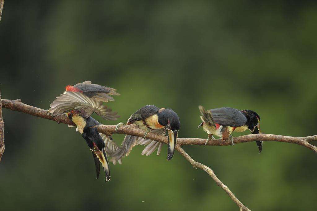 La Laguna Del Lagarto Eco-Lodge Pital  Ngoại thất bức ảnh