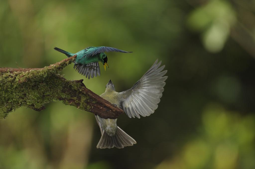 La Laguna Del Lagarto Eco-Lodge Pital  Ngoại thất bức ảnh