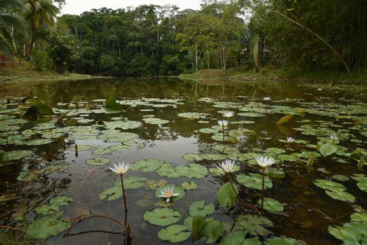 La Laguna Del Lagarto Eco-Lodge Pital  Ngoại thất bức ảnh